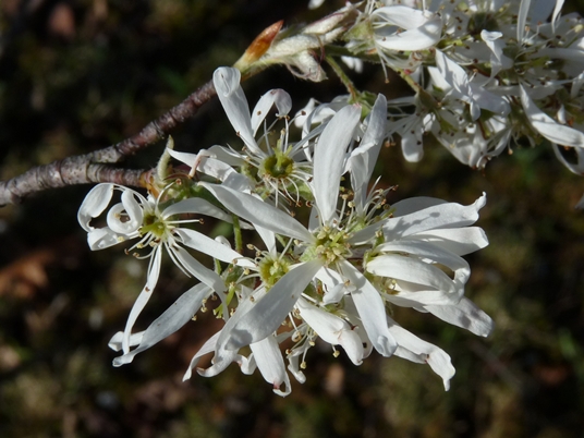 {Amelanchier alabamensis}